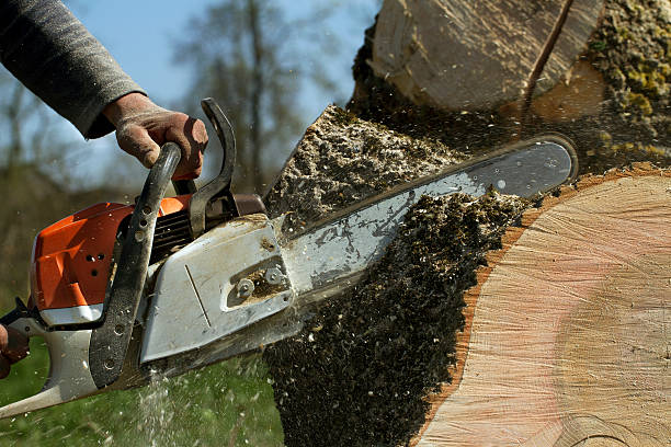 Professional  Tree Services in Heyworth, IL